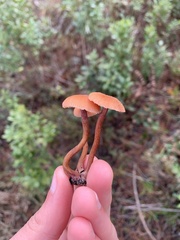 Laccaria trichodermophora