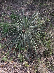 Yucca louisianensis