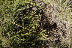 Selago densiflora