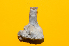 Petaloconchus glomeratus