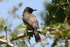 Pycnonotus barbatus dodsoni