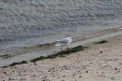 Chroicocephalus ridibundus