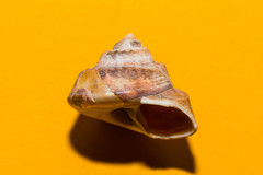 Gibbula magus