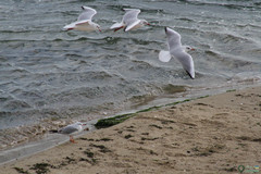 Chroicocephalus ridibundus