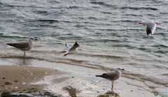 Chroicocephalus ridibundus