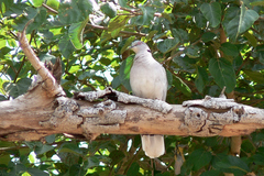 Streptopelia decipiens