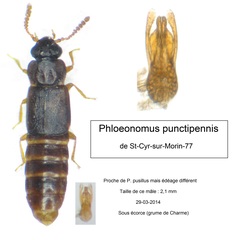 Phloeonomus punctipennis