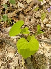 Dioscorea quaternata