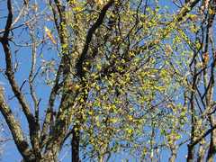Loranthus europaeus