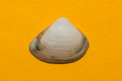 Crassula aequilatera