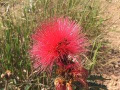 Calliandra dysantha