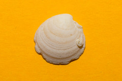 Dosinia lupinus