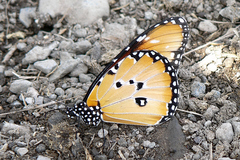 Danaus chrysippus dorippus