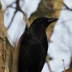 Corvus corone