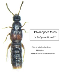 Phloeopora teres