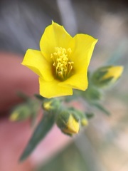 Mentzelia obscura
