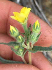 Mentzelia obscura