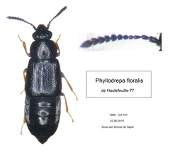 Phyllodrepa floralis