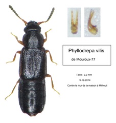 Phyllodrepa vilis