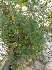 Dalea lutea