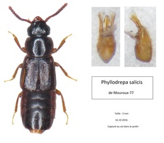 Phyllodrepa salicis