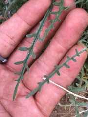 Mentzelia obscura
