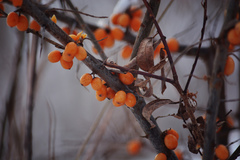 Hippophae rhamnoides