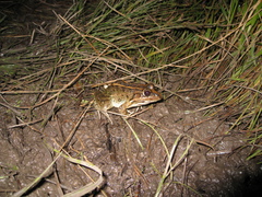 Leptodactylus macrosternum