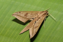 Xylophanes anubus