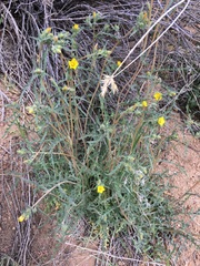 Mentzelia obscura