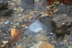 Rhizostoma pulmo