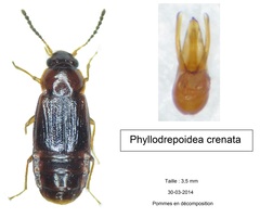 Phyllodrepoidea crenata