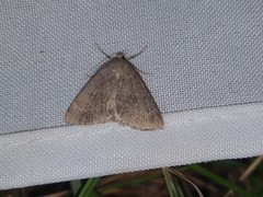 Pachycnemia tibiaria