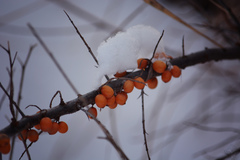 Hippophae rhamnoides