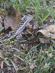 Sceloporus olivaceus