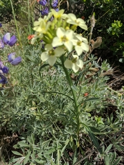 Erysimum franciscanum