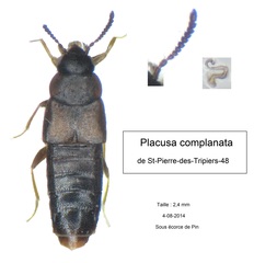 Placusa complanata