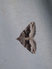 Scotopteryx coelinaria