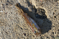 Merlangius merlangus