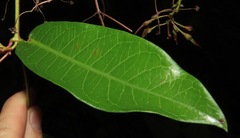 Mesechites trifidus
