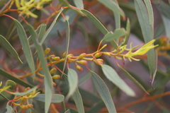 Eucalyptus calcareana