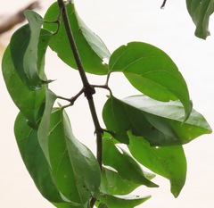Fridericia schumanniana