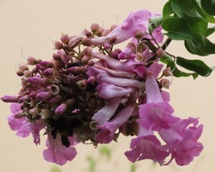 Fridericia schumanniana