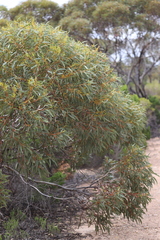 Eucalyptus calcareana