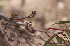 Eucalyptus calcareana