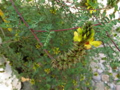 Dalea lutea
