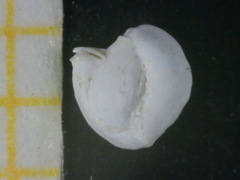 Massilina