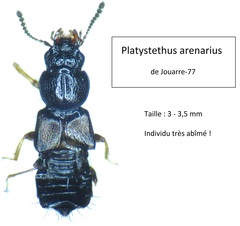 Platystethus arenarius