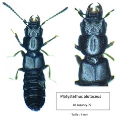 Platystethus alutaceus
