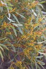 Eucalyptus calcareana